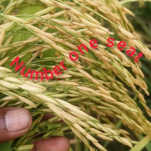 ১ কেজি পাকিস্তানি সুগন্ধি ধান বীজ
